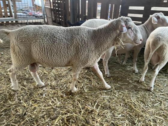 זיכר מרינו אפק