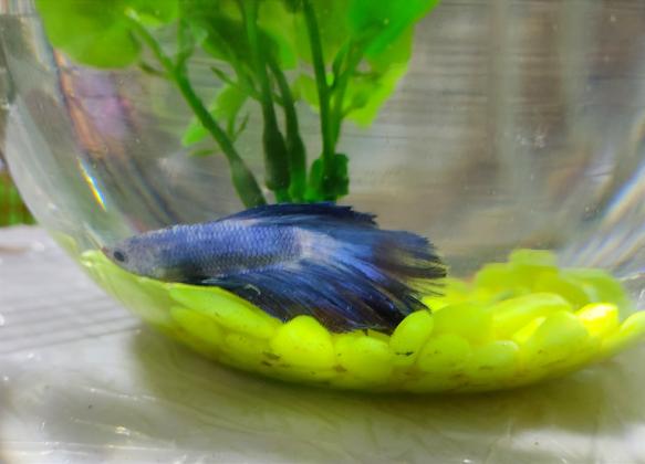 דגי עקרב דלתא בשלל צבעים