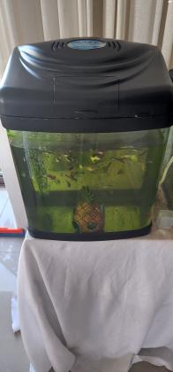 דגי גופי למכירה, משריצים, יפייפיים,