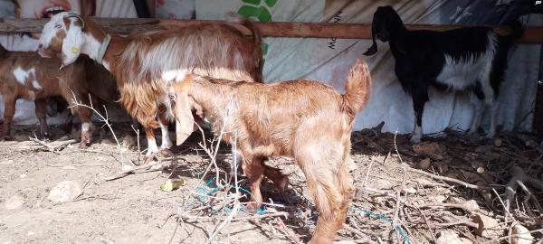 גדי באלדי טהור בין 4