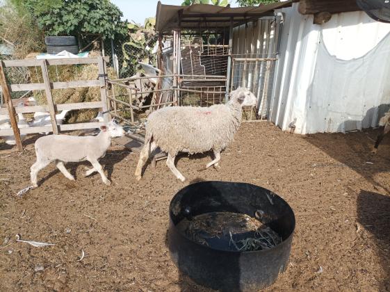 7 טלאים זכרים ונקבות בני