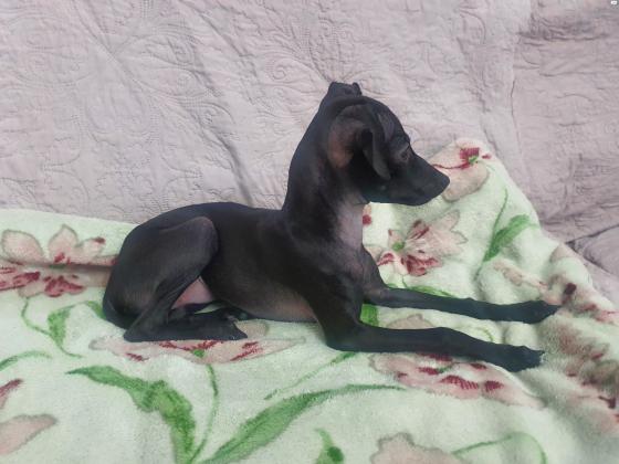 למכירה גורה יפה של גרייהאונד איטלקי ננסי