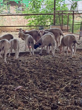 טלאים גמולים בני 3 חודשים