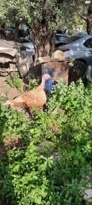 זכר הודו צבע אדום