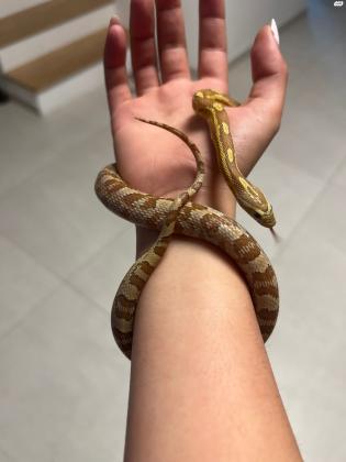 למכירה כרכן תירס בן שמונה