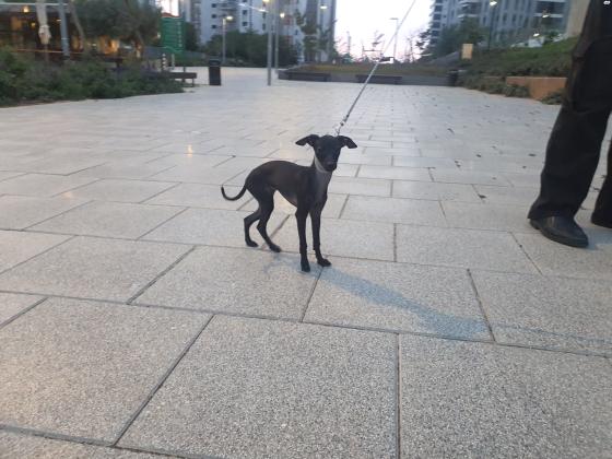 למכירה גורה יפה של גרייהאונד איטלקי ננסי