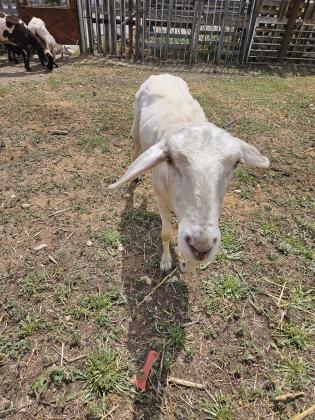 9 כבשים אימהות