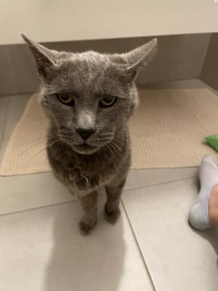 מוסרים חתול רוסי כחול בן