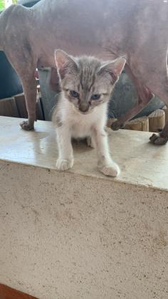 2 גורי חתולים , סיאמיים , בני 3 חודשים