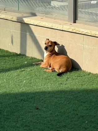 צ'יוואוה מעורב עם פינצ'ר ,בן