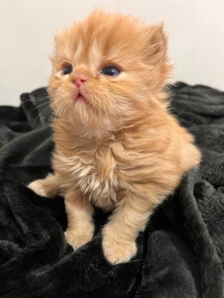 2 חתולים בצבע אפרסק (אחד