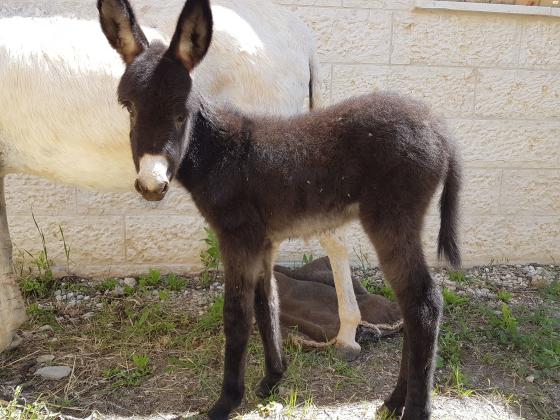 אתון טובה לילדים
