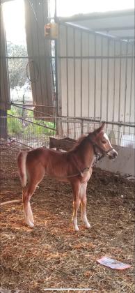 סייח יפה בן להיב