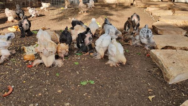 ברהמות גזעיים 2 קוי דם טורקיה,ורמניה