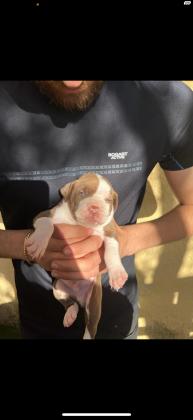 גורים פטפול רד נאוז בני חודש אחרי תולעת