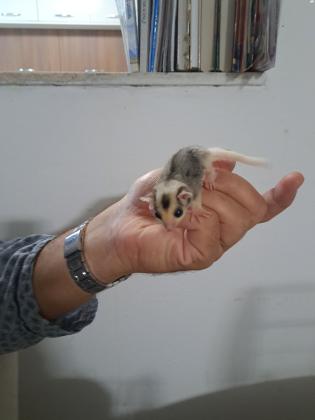 למכירה גורי שוגר גליידר מוזייק