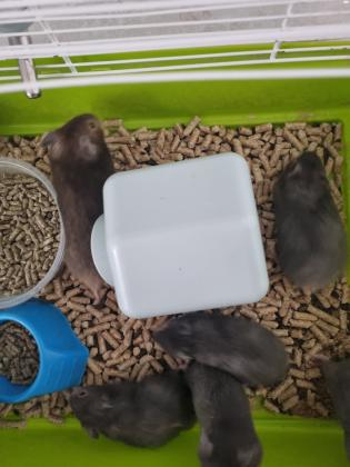 אוגרים סורים גורים בני חודשיים