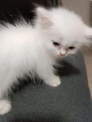 זכר פרסי קלאסי יפיוף ברמות