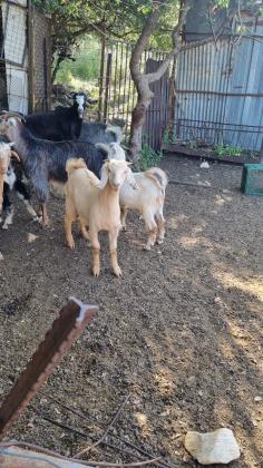 גדים בלדי למכירה זכרים ונקבות