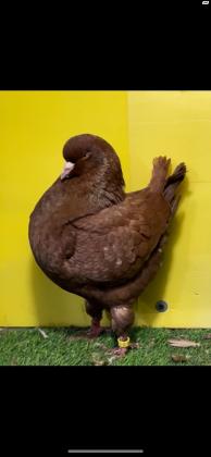 יונים ענקיות קינג פרנש ונוי