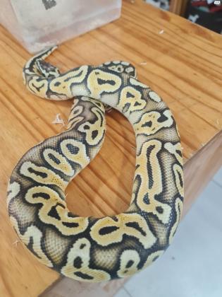 נחש נקבה הכי טוב מתאים לילדים עם הציוד