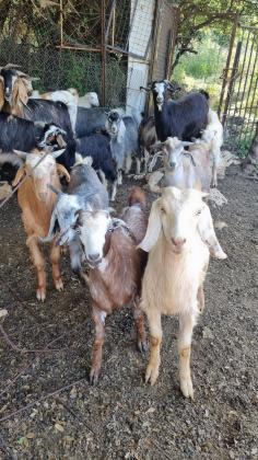 גדים בלדי למכירה זכרים ונקבות