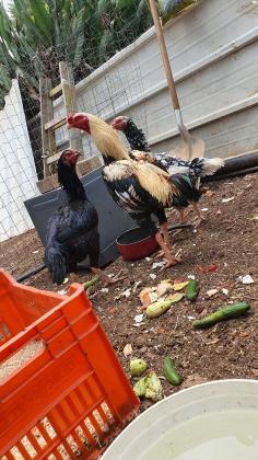 4 נקבות מטילות וזכר פלימות