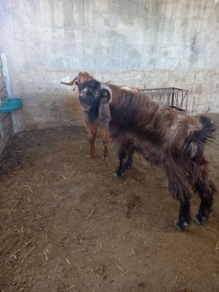 עזים למכירה בהריון פרטים בטלפון