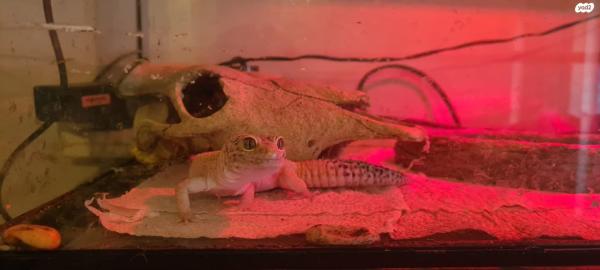 מוכר : טרריום זכוכית גדול