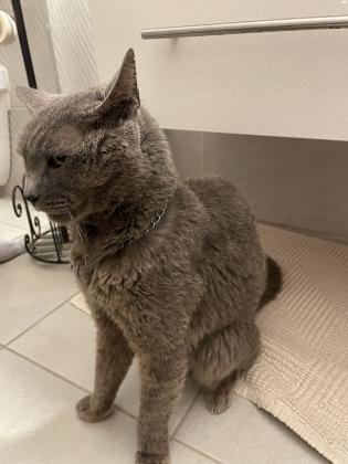 מוסרים חתול רוסי כחול בן