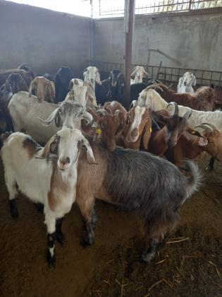 עזים למכירה בהריון פרטים בטלפון