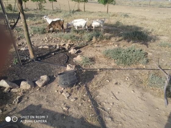 גדיים זכרים בני 4 חודשים,ינקו