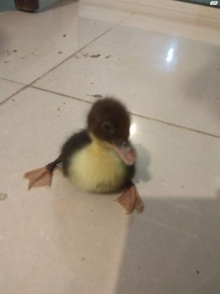 ברווזים חמודים בגיל כשבוע, 30