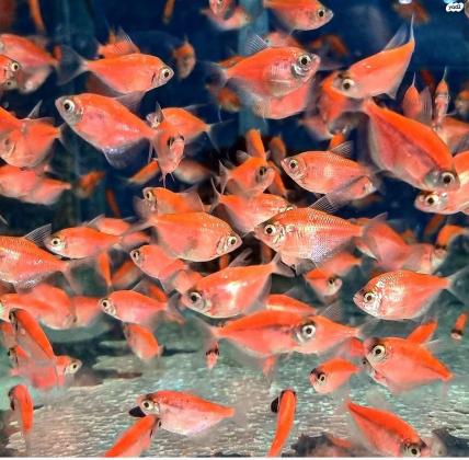 אלמנות צבעוניות 10 ב100 ש"ח בלבד