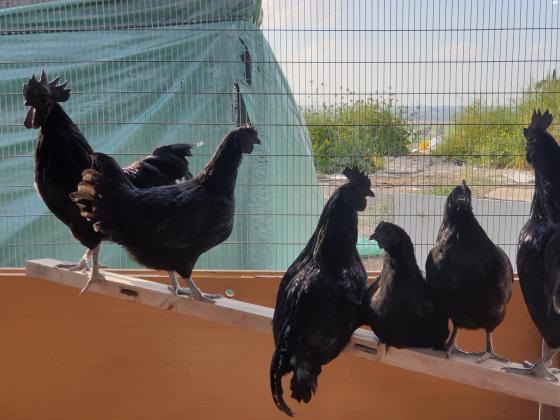 אפרוחים אנדוניסי כו דם גזעי