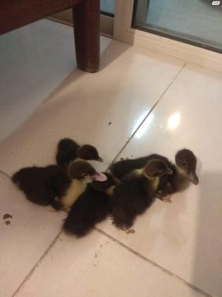 ברווזים חמודים בגיל כשבוע, 30