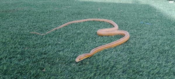 כרכן תירס חמודבאזור 130 ס"מנמכר