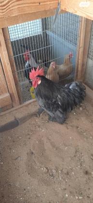 אפרוחים בני חודשיים מסוג קוצנים מדהימים