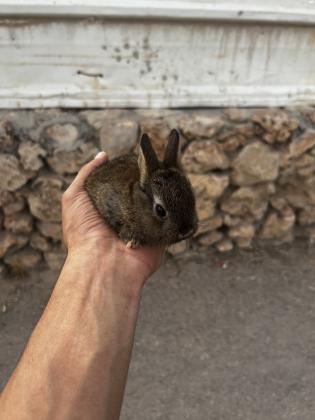 ננסי הולנדי גזעי