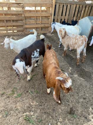 זכרים בני שלושה חודשים