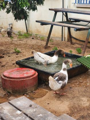 אווזים עובדים צעירים מהגזע הגדול