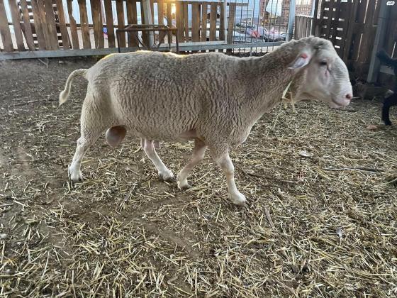 זיכר מרינו אפק