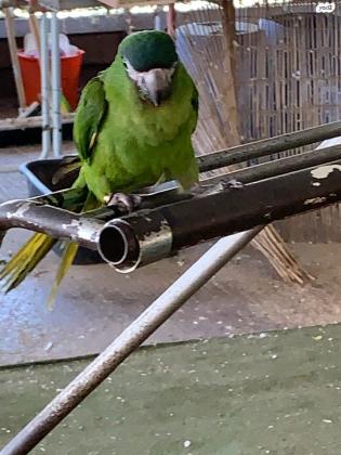 ארה ננסי נוביליסמהמהים האכלת ידבני