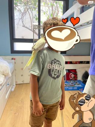 זוג תוכי קוקטייל האכלת יד,