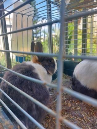 למכירה ארנבים ננסיים יפים וחמודים,