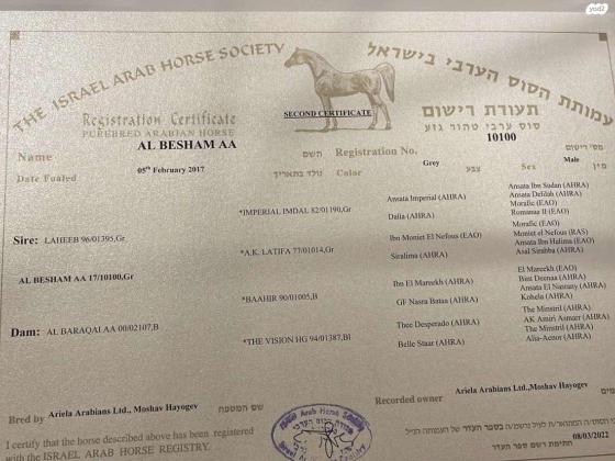 סוס ערבי מצרי אסלי הבן