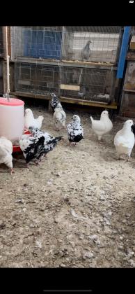 יונים ענקיות קינג פרנש ונוי