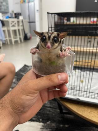 פומיקי יוצא למכירה הקב חוסר