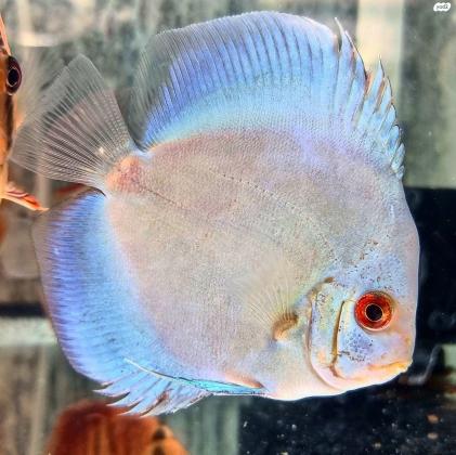 דיסקוסים 6 7 סמ בריאים