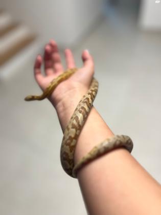 למכירה כרכן תירס בן שמונה